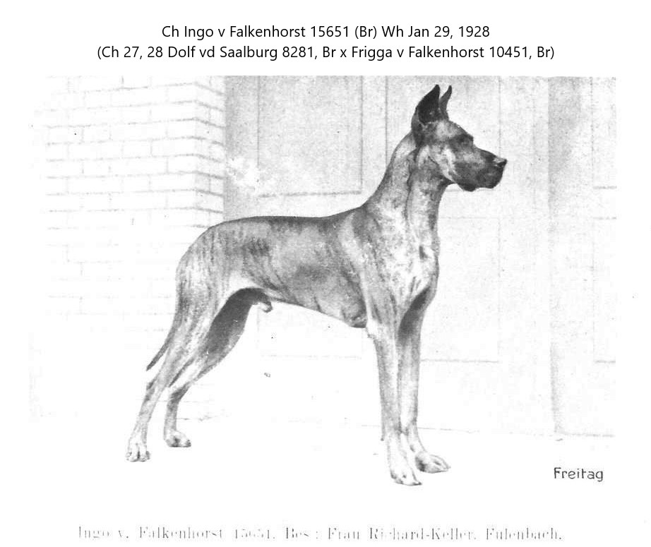 Ingo v Falkenhorst